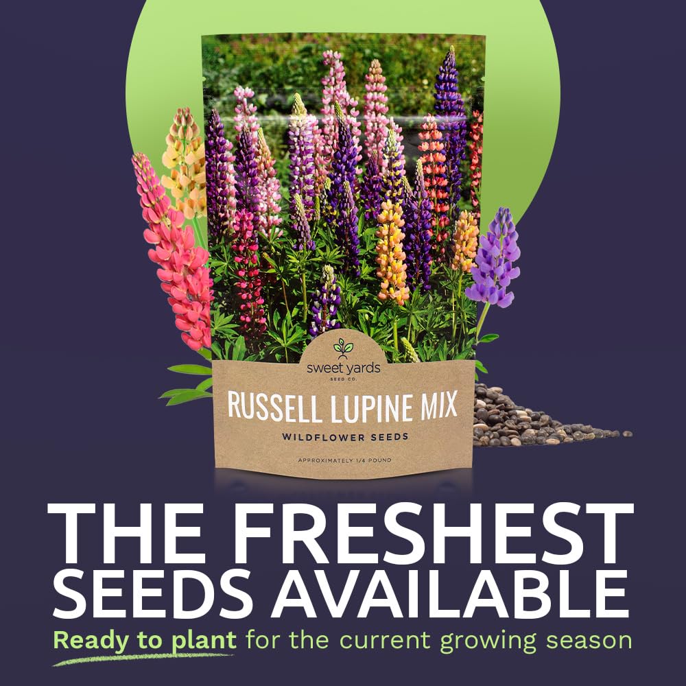 Sweet Yards Russell Lupine seeds closeup showing tiny viable seeds for planting.