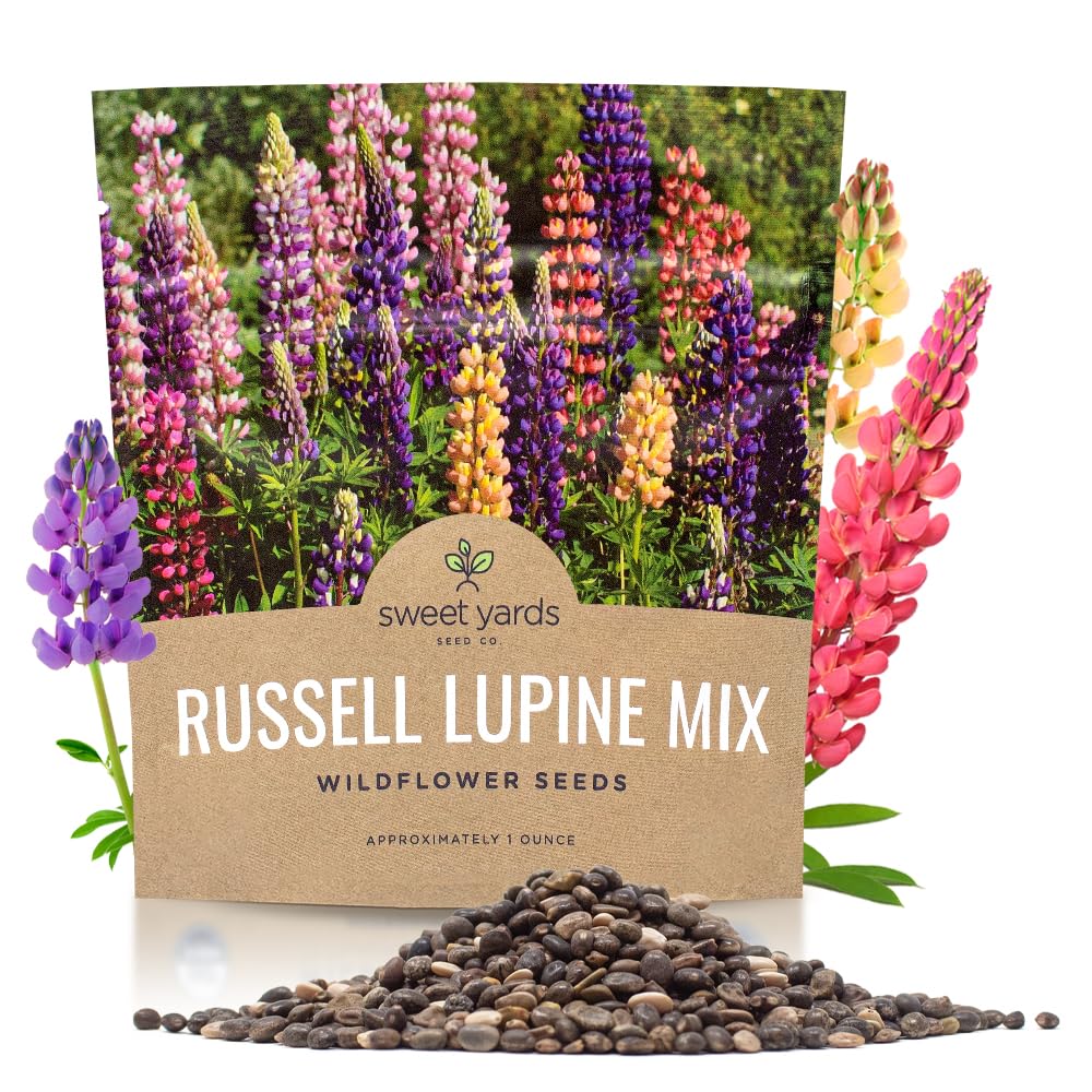 Sweet Yards Russell Lupine Seeds in an extra-large packet for bold garden borders.