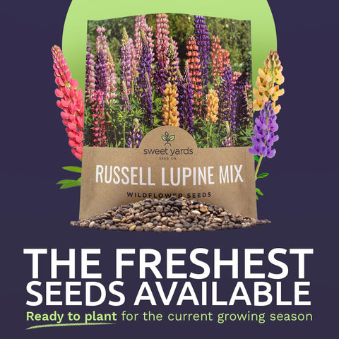 Close-up of 1,300+ seeds highlighting open-pollinated, high germination potential.