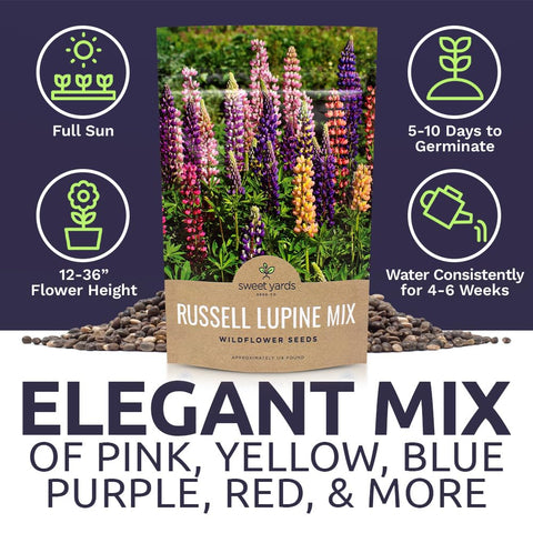 Sweet Yards Russell Lupine tall pillar blooms add vertical garden interest.