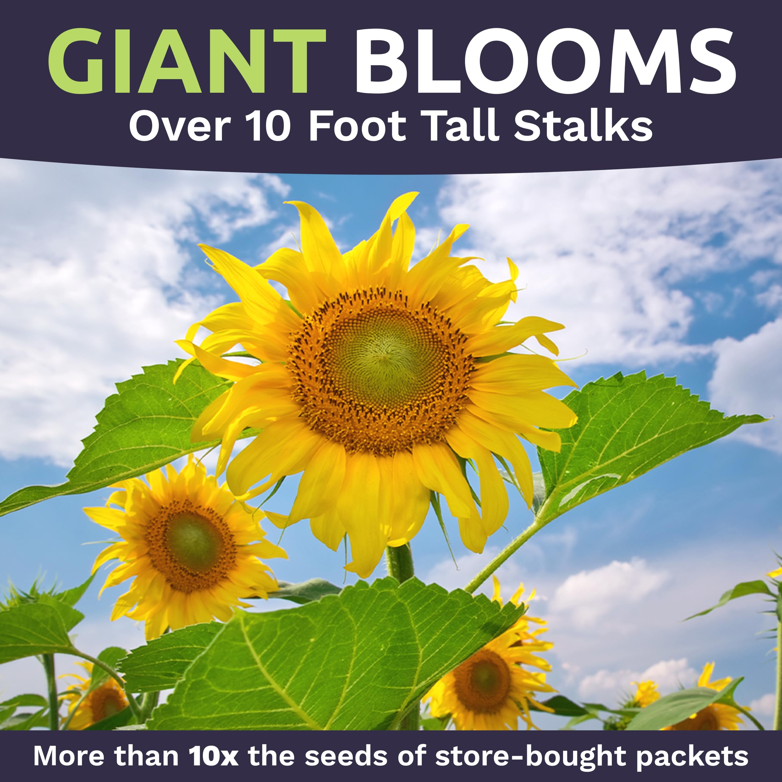 Bulk seeds for seed bombs, packets, and sharing with fellow gardeners by Sweet Yards