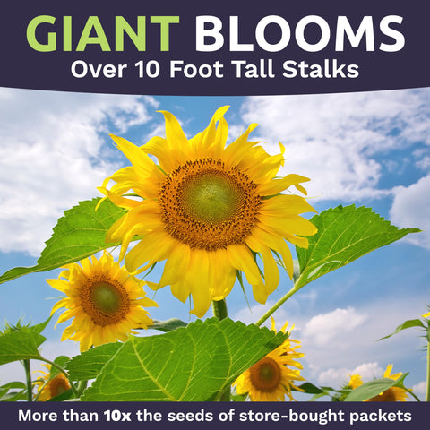 Bulk seeds for seed bombs, packets, and sharing with fellow gardeners by Sweet Yards