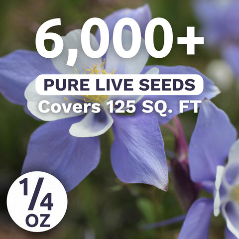 Sweet Yards 1/4 ounce seed packet spilled, highlighting generous seed quantity for large displays.
