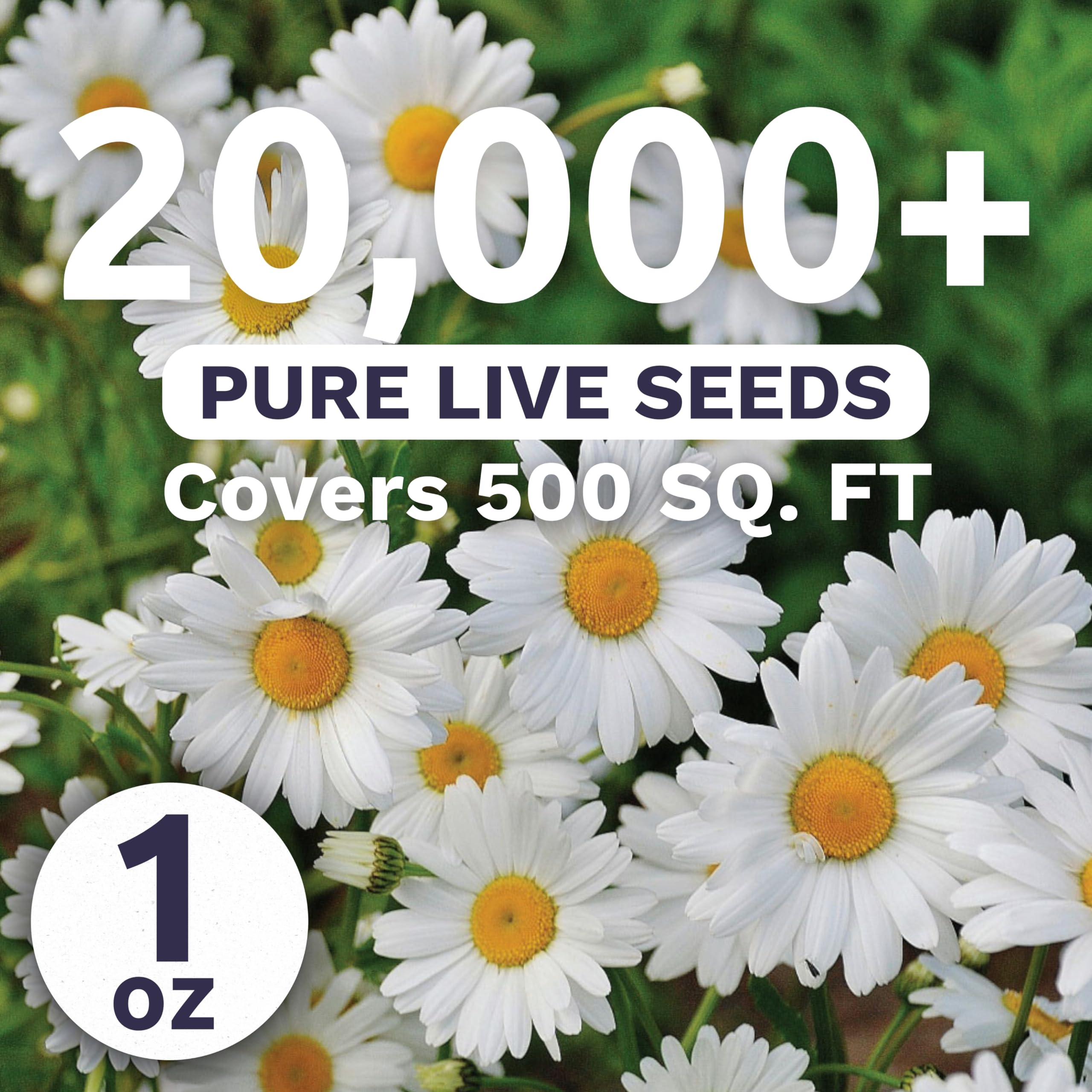 Sweet Yards Shasta Daisy Alaska bloom in a border display for bright color.