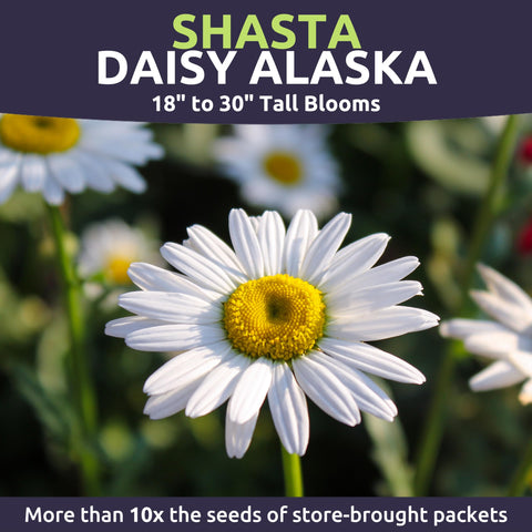 Sweet Yards Shasta Daisy Alaska plant in container for patio color.