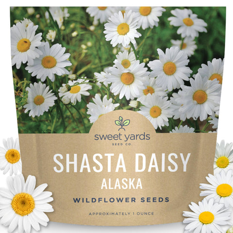 Sweet Yards Shasta Daisy Alaska seed packet 1oz, ideal for a sunny border.