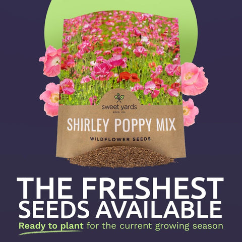 Sweet Yards Shirley Poppy Seeds in a sunny flower bed with bright petals