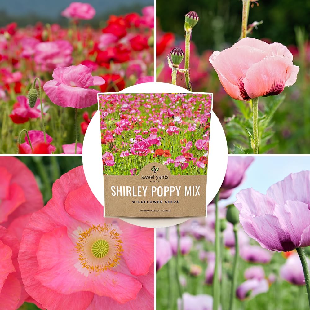 Sweet Yards Shirley Poppy Seeds garden display of colorful blooms