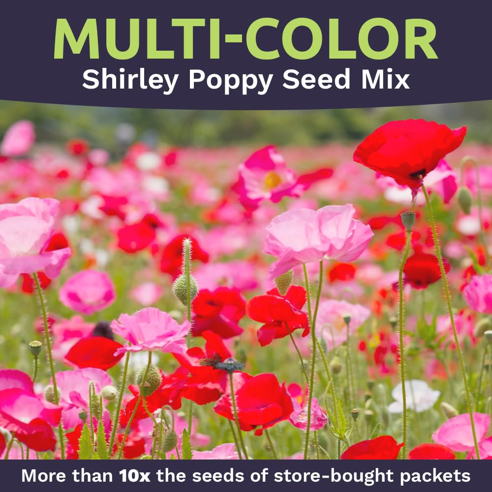 Sweet Yards Shirley Poppy Seeds full-ounce packet spilling seeds