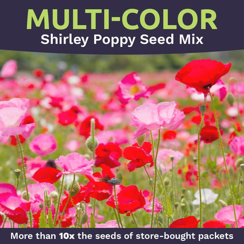 Sweet Yards Shirley Poppy Seeds full-ounce packet spilling seeds
