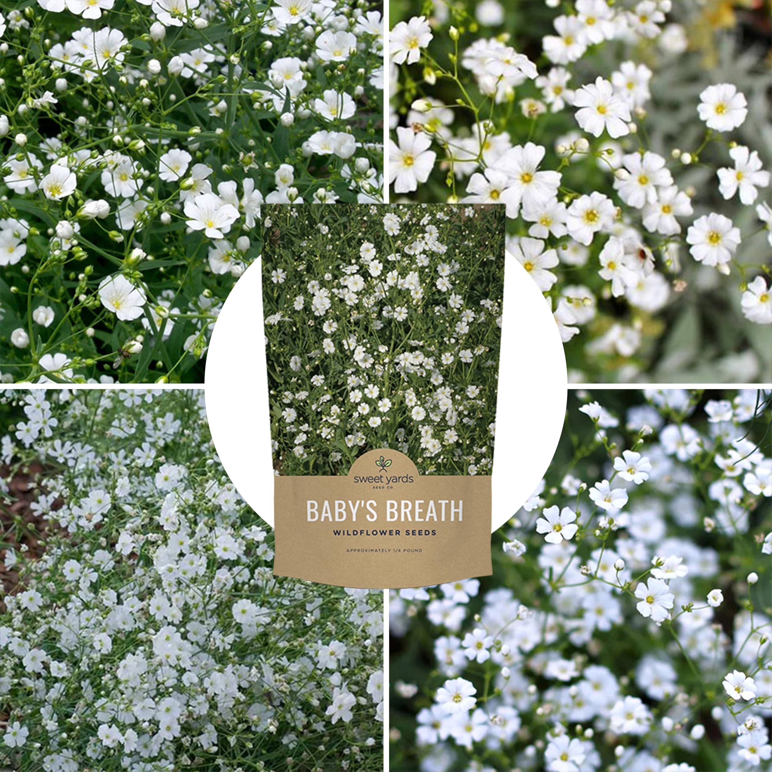 Showy Baby's Breath flourish complements informal borders and wildflower meadows.
