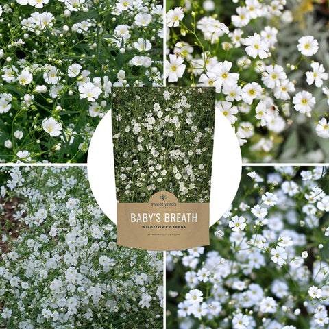 Showy Baby's Breath flourish complements informal borders and wildflower meadows.