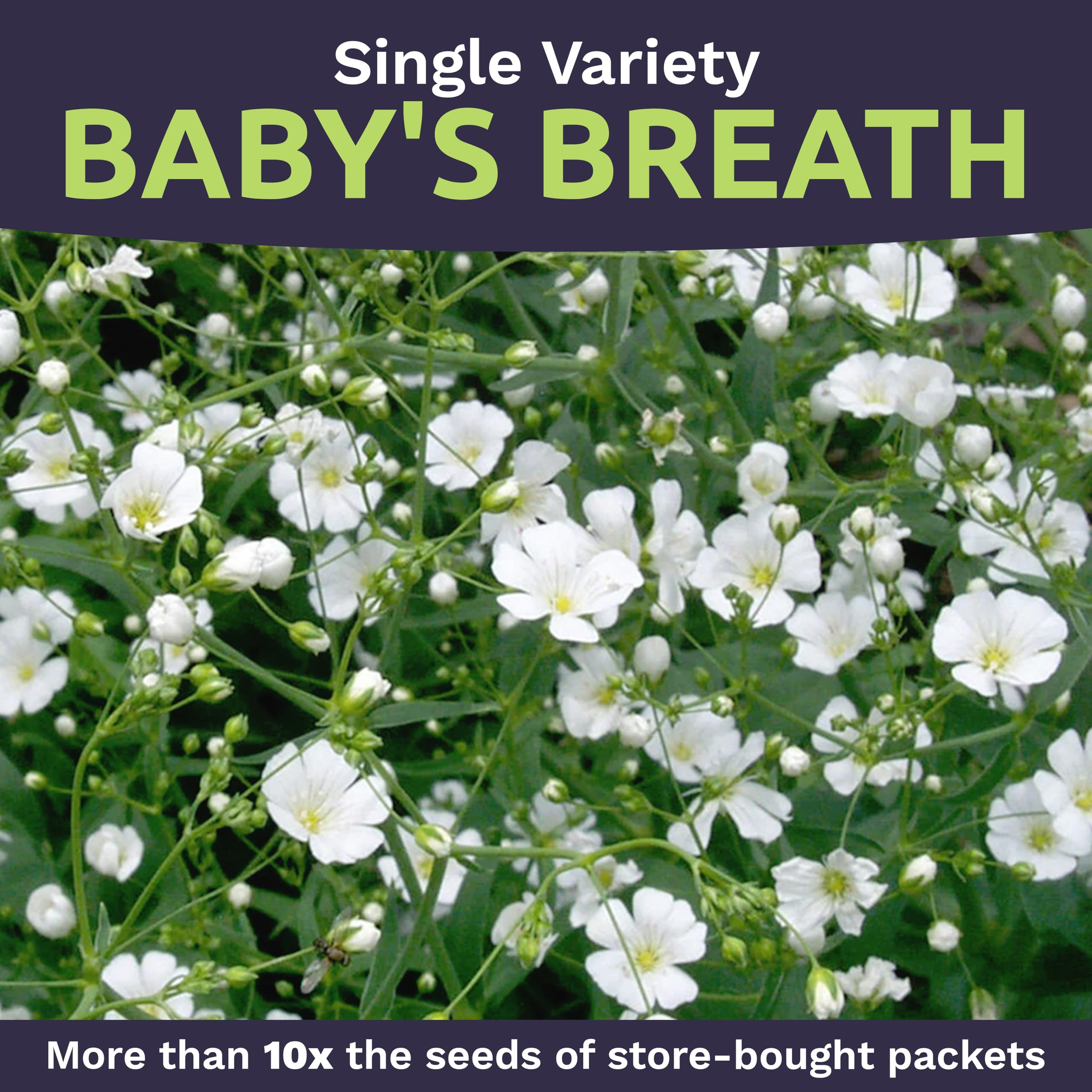 Close-up shows soft white blooms forming clouds on 18-inch stems.