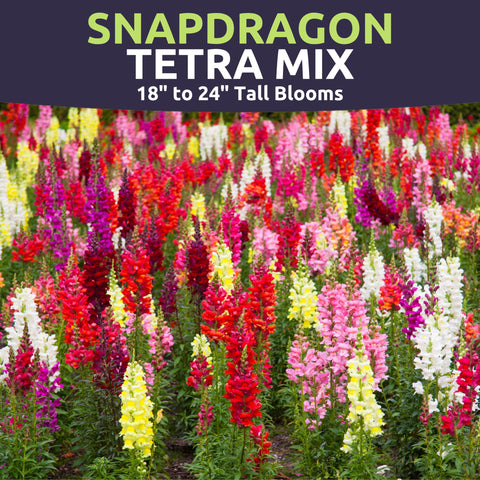 Sweet Yards Snapdragon Tetra Mix packaging display highlighting fresh seeds and germination potential