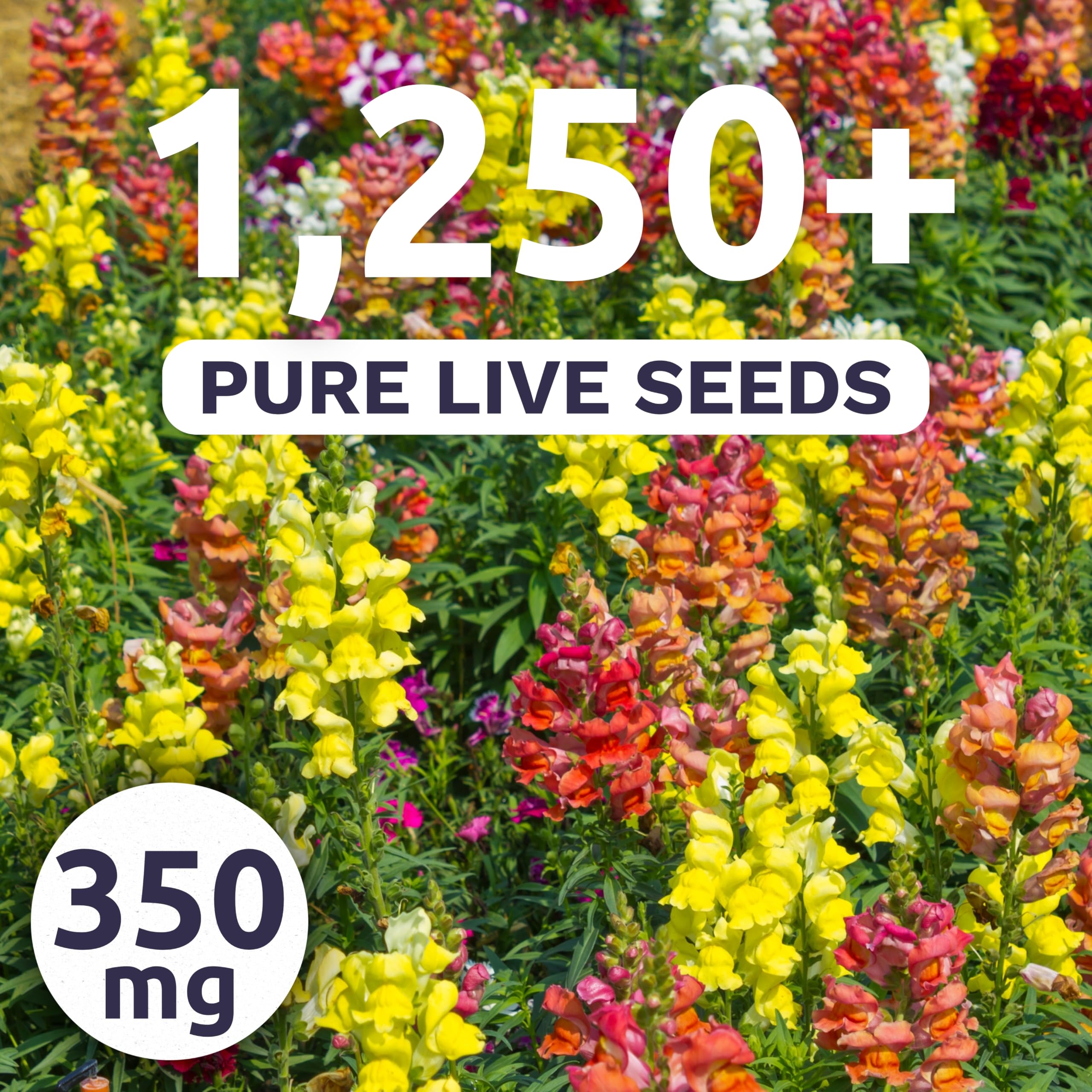 Sweet Yards Snapdragon Tetra Mix seeds show vibrant pinks, yellows, and purples for borders