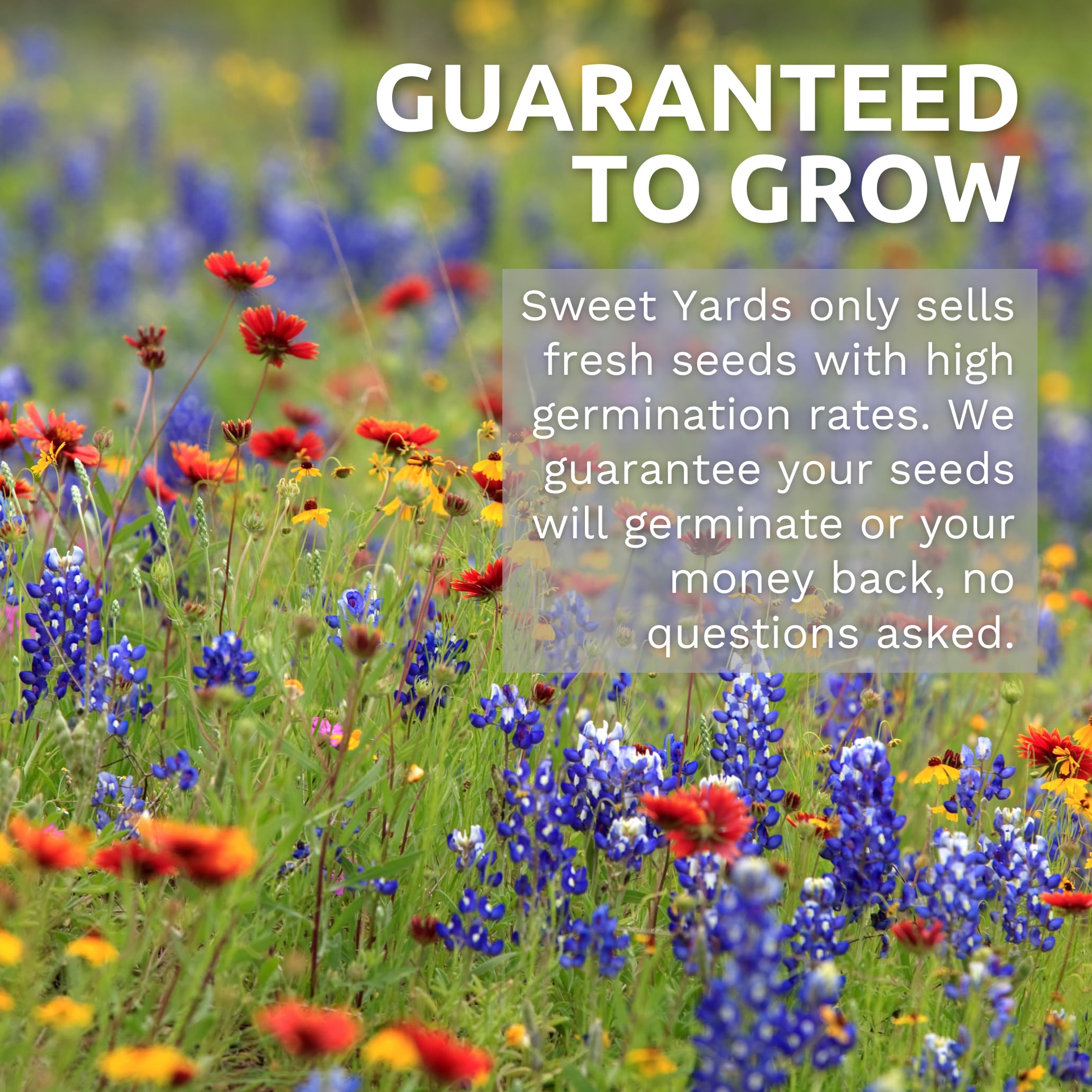 Sweet Yards Southeast Regional Mix meadow border planting boosts color and pollinators.