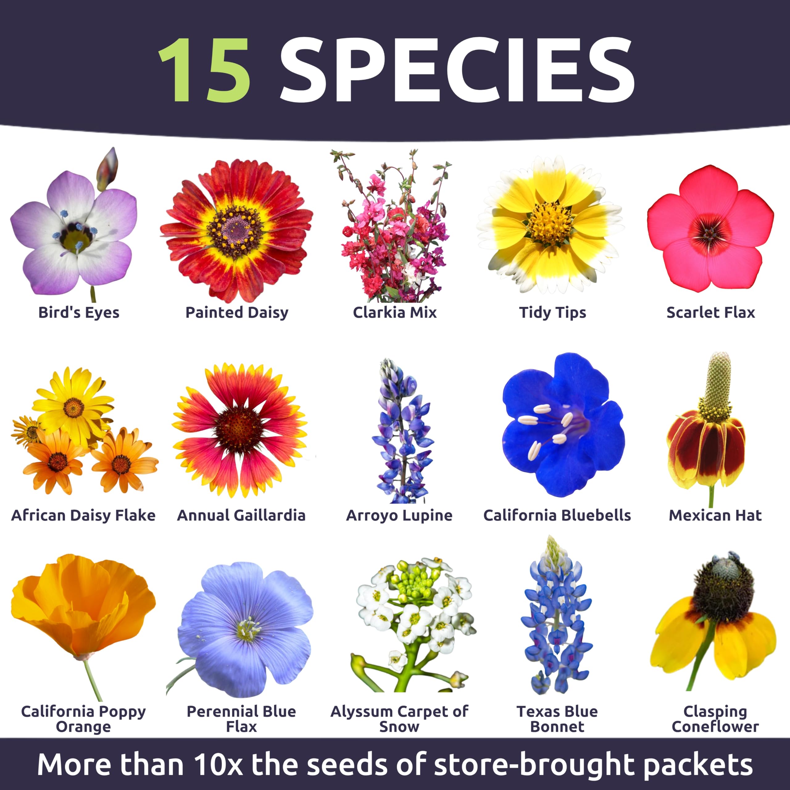 Sweet Yards Southwest mix showcases yellows and purples for pollinators
