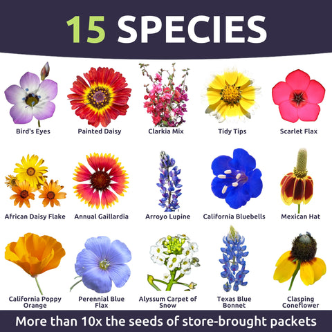 Sweet Yards Southwest mix showcases yellows and purples for pollinators