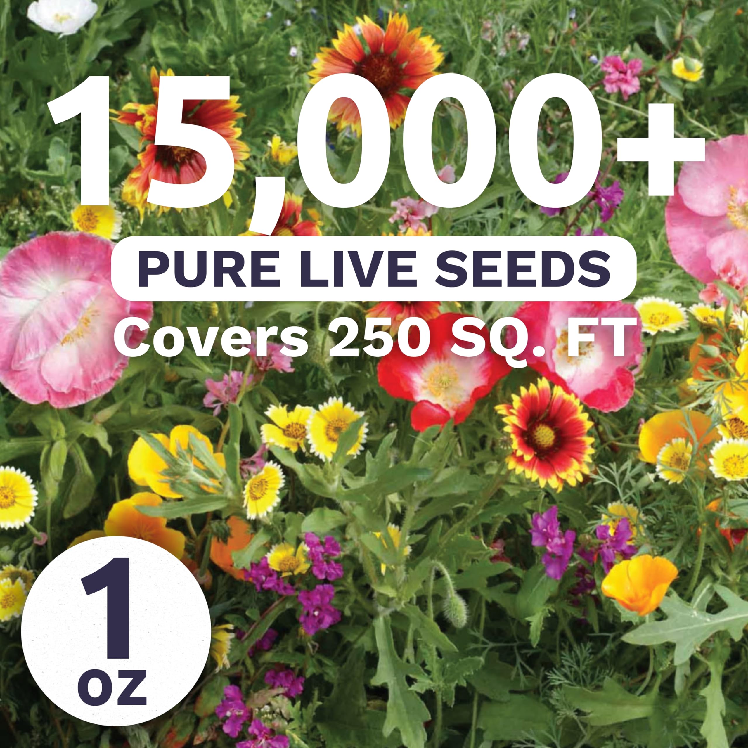 Sweet Yards drought-tolerant blooms highlight color bursts for xeriscape borders