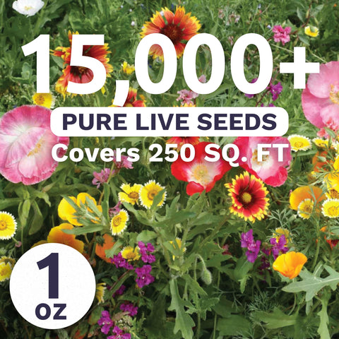 Sweet Yards drought-tolerant blooms highlight color bursts for xeriscape borders