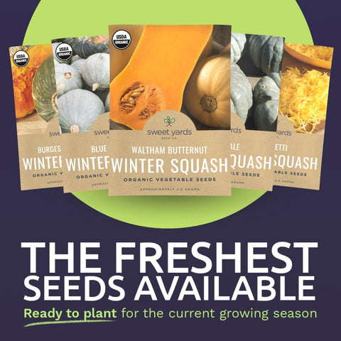 Sweet Yards Spaghetti Squash seeds ideal for versatile, kid-friendly meals.