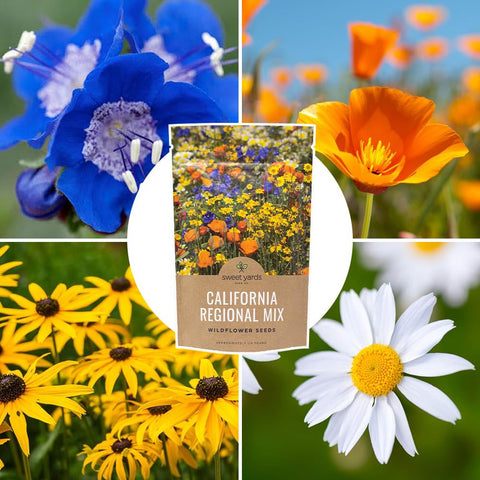 Sweet Yards Spring Color Wildflowers offering a lively seasonal display.