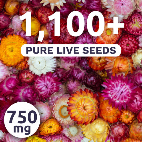 Sweet Yards strawflower tall mixed bloom close-up for vibrant, long-lasting bouquets.