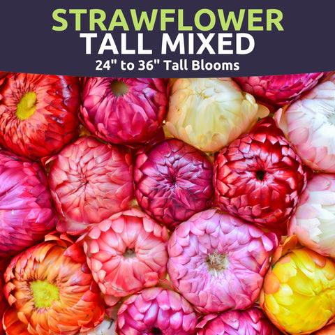 Sweet Yards strawflower tall mixed border garden shows heat-tolerant color.