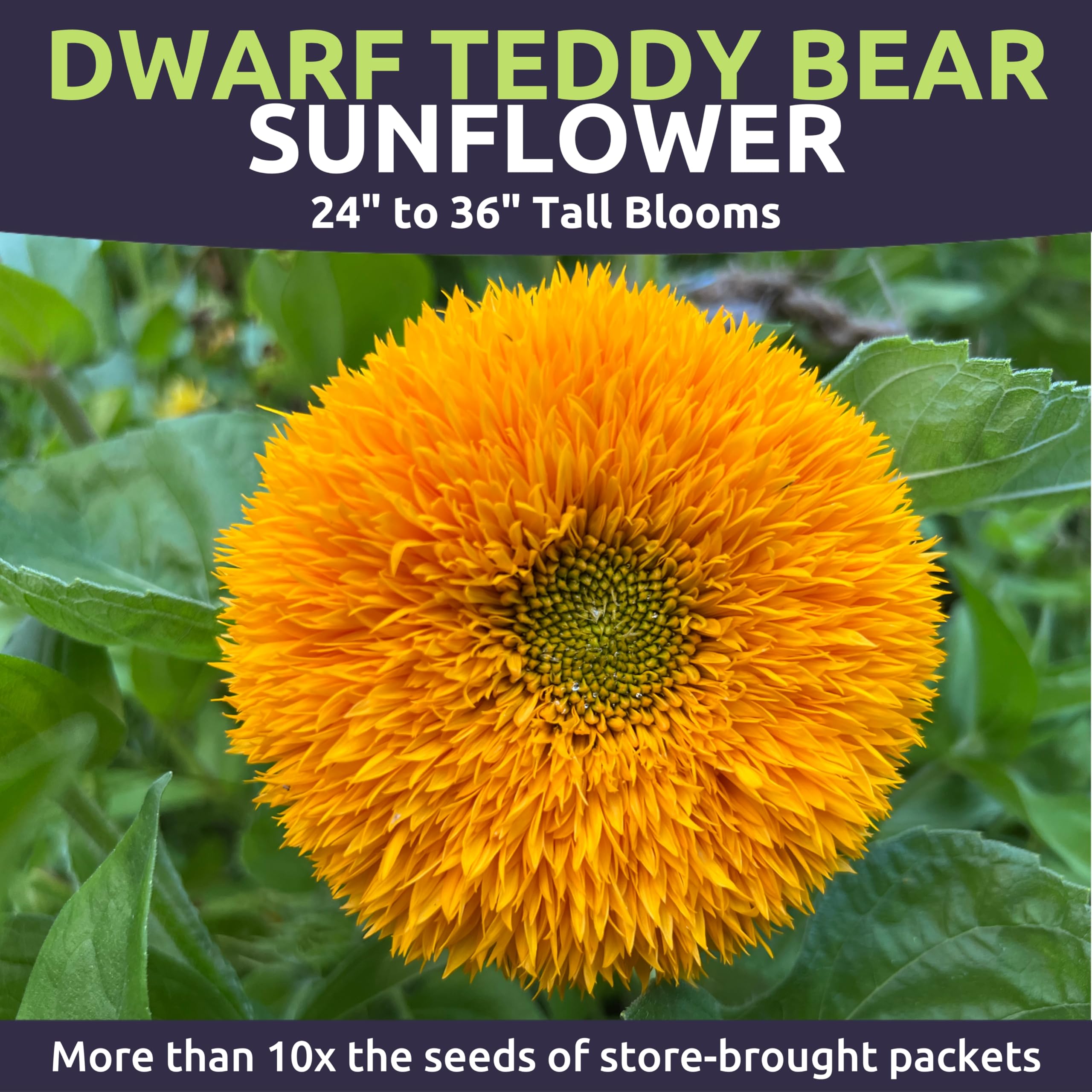 Sweet Yards sunflower border/container garden idea with compact color.