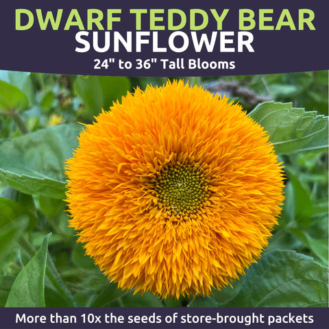 Sweet Yards sunflower border/container garden idea with compact color.