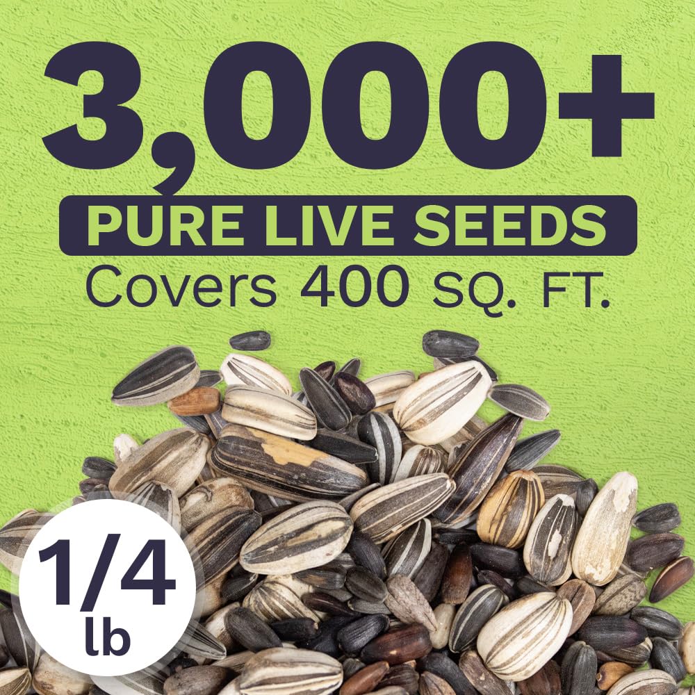 Sweet Yards sunflower seeds ready for garden planting in a sunny plot.