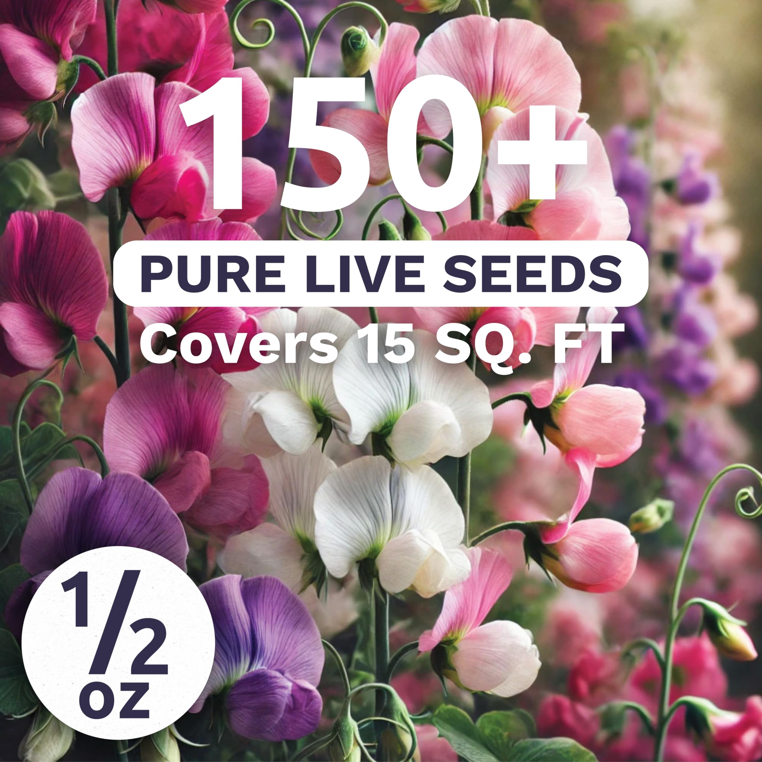 Sweet Yards Sweet Pea Knee High blooming on a trellis with pastel, fragrant blossoms