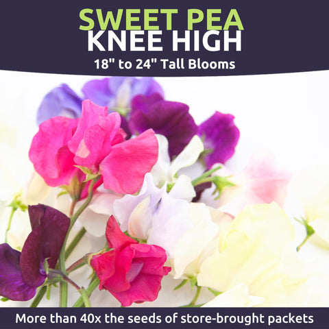 Sweet Yards Sweet Pea Knee High blossoms fill the air with gentle fragrance