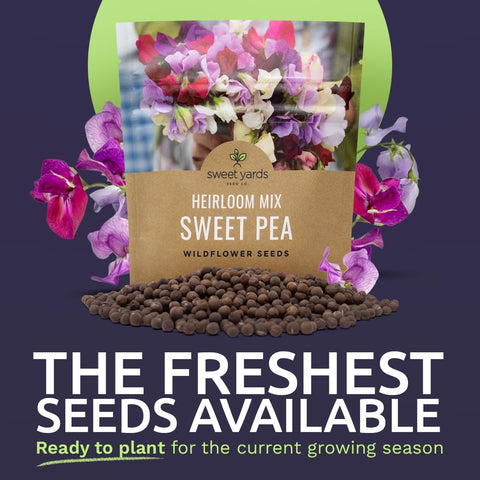 Sweet Yards Sweet Pea blooms in lavender, purple, and white hues for cottage garden charm