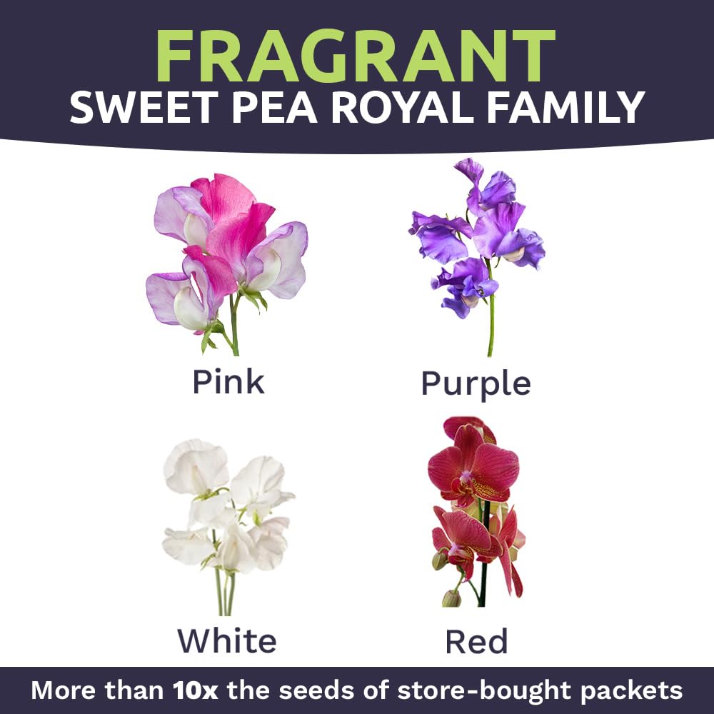 Fragrant SWEET YARDS Sweet Pea Royal Mix blossoms ready for cutting.