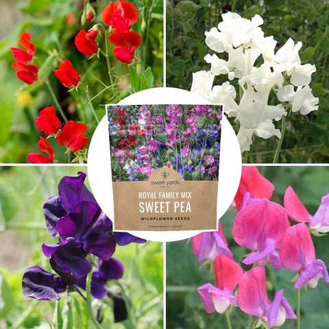 SWEET YARDS Sweet Pea Royal Mix resealable, non-GMO, USA-sourced seeds label.