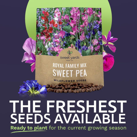 Close-up of SWEET YARDS Sweet Pea Royal Mix seeds with high germination promise.