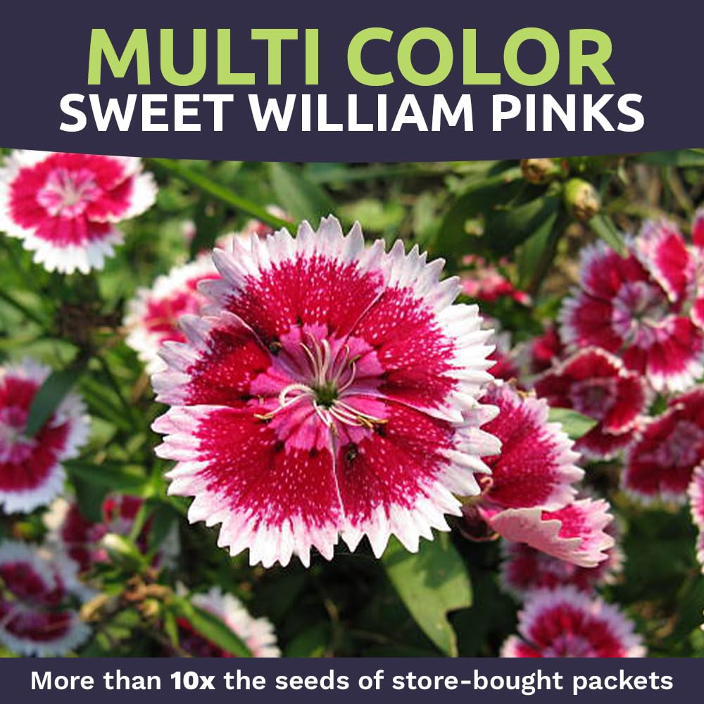 Sweet Yards Sweet William 1oz packet highlights large seed supply for big plantings
