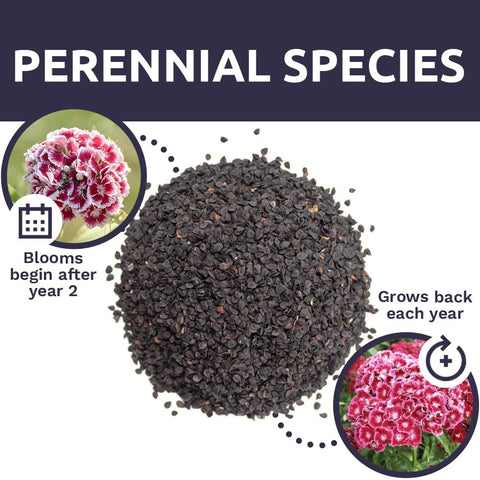 Sweet Yards Sweet William container friendly variety for patios and balconies