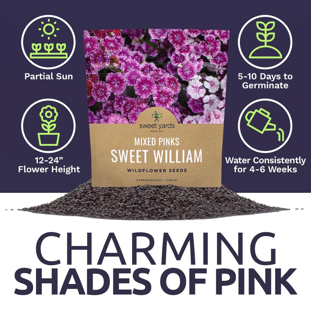 Sweet Yards Sweet William cut flower potential for bouquets and arrangements