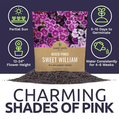Sweet Yards Sweet William cut flower potential for bouquets and arrangements