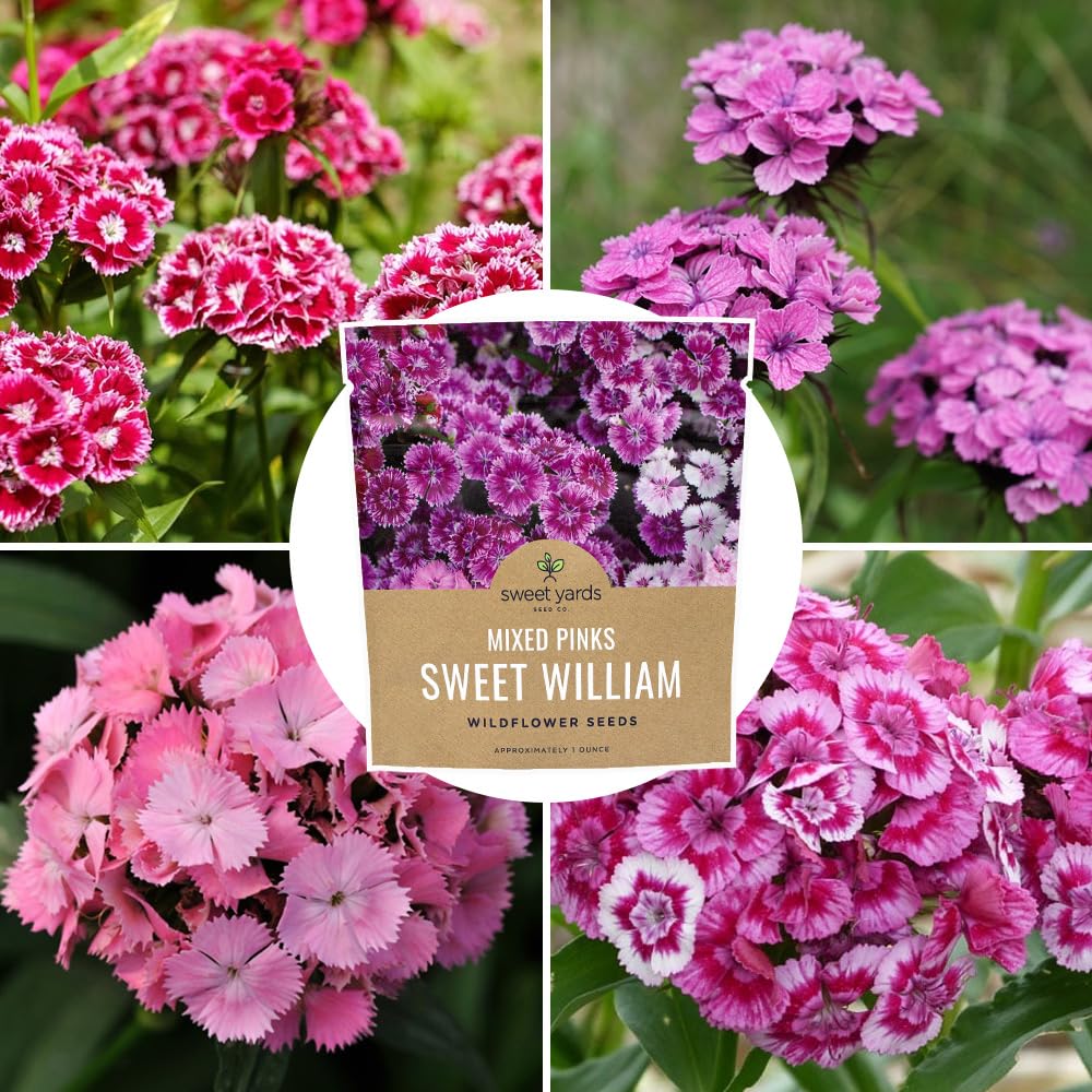 Sweet Yards Sweet William bed ready blooms for cottage garden schemes