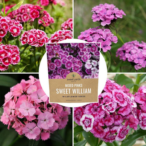 Sweet Yards Sweet William bed ready blooms for cottage garden schemes
