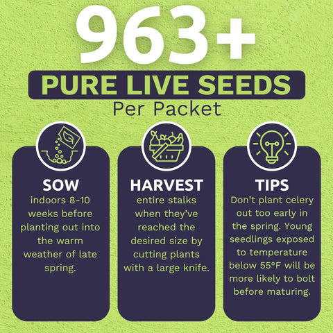 Sweet Yards Tall Utah celery seeds suggest high germination potential for a productive season.