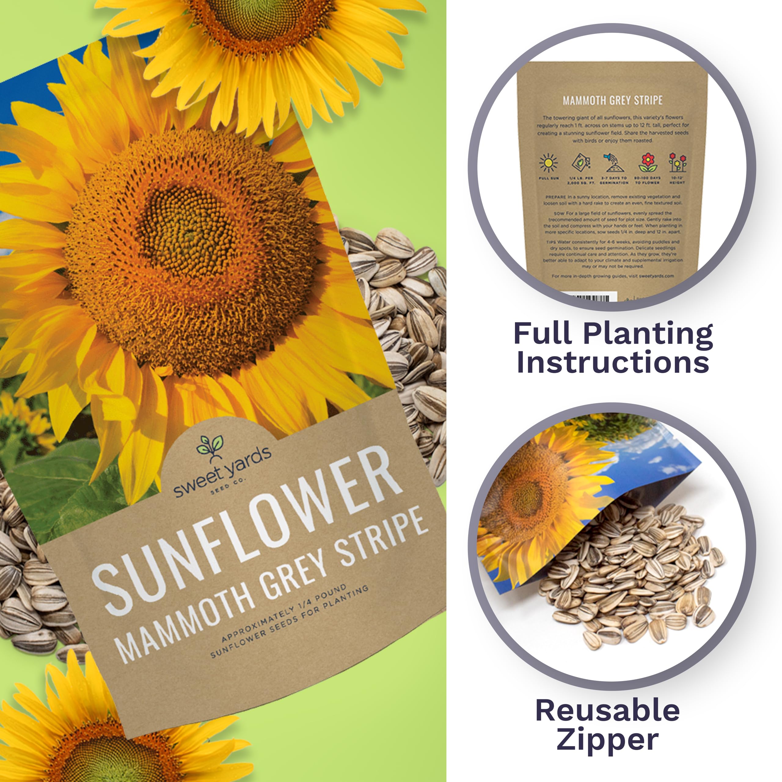 Giant sunflower stalks reaching over 10 feet with Sweet Yards seeds