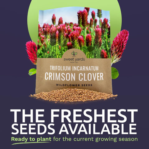 Sweet Yards Trifolium incarnatum seeds closeup highlighting vibrant red flowers attract pollinators