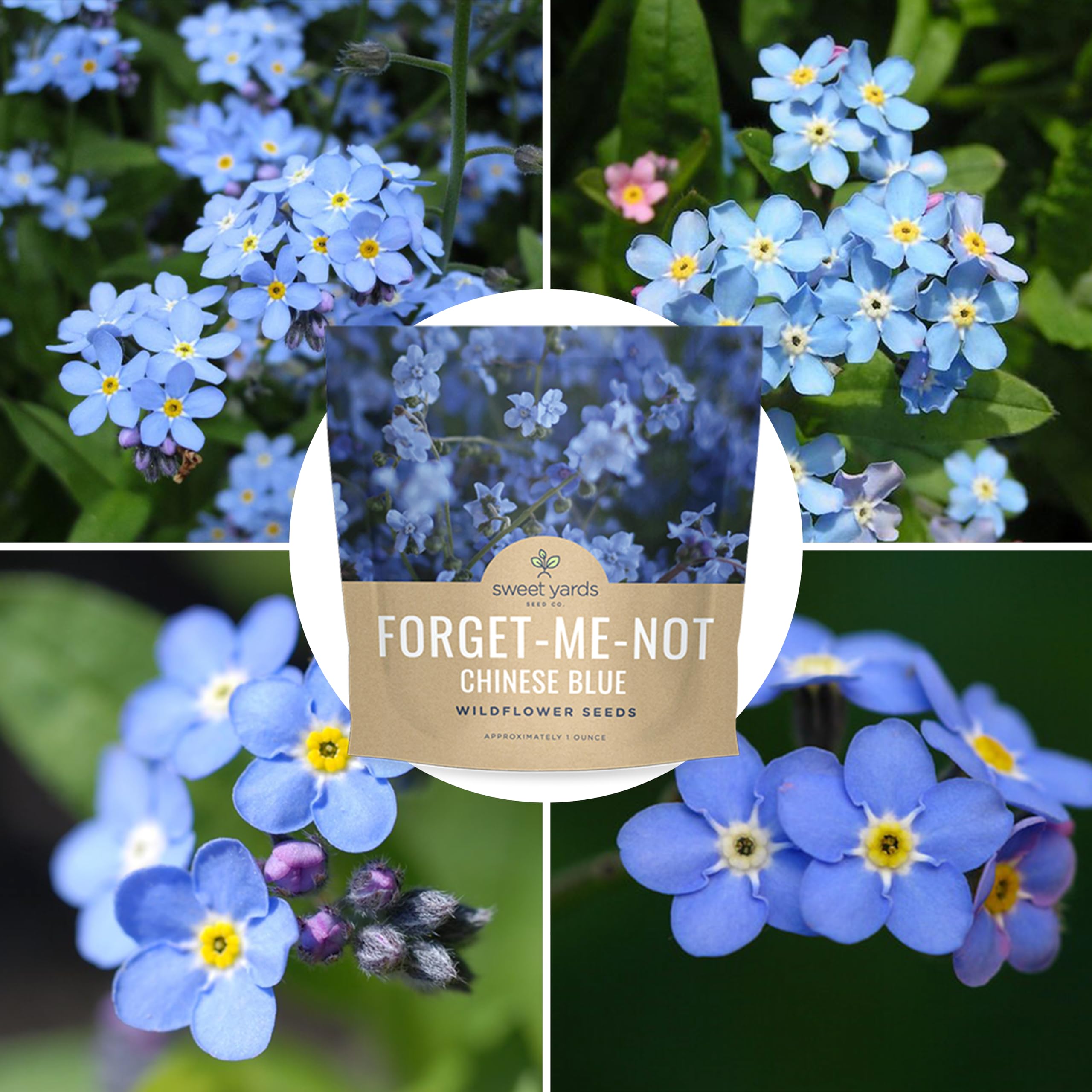 Sweet Yards true blue blooms create a striking carpet of color