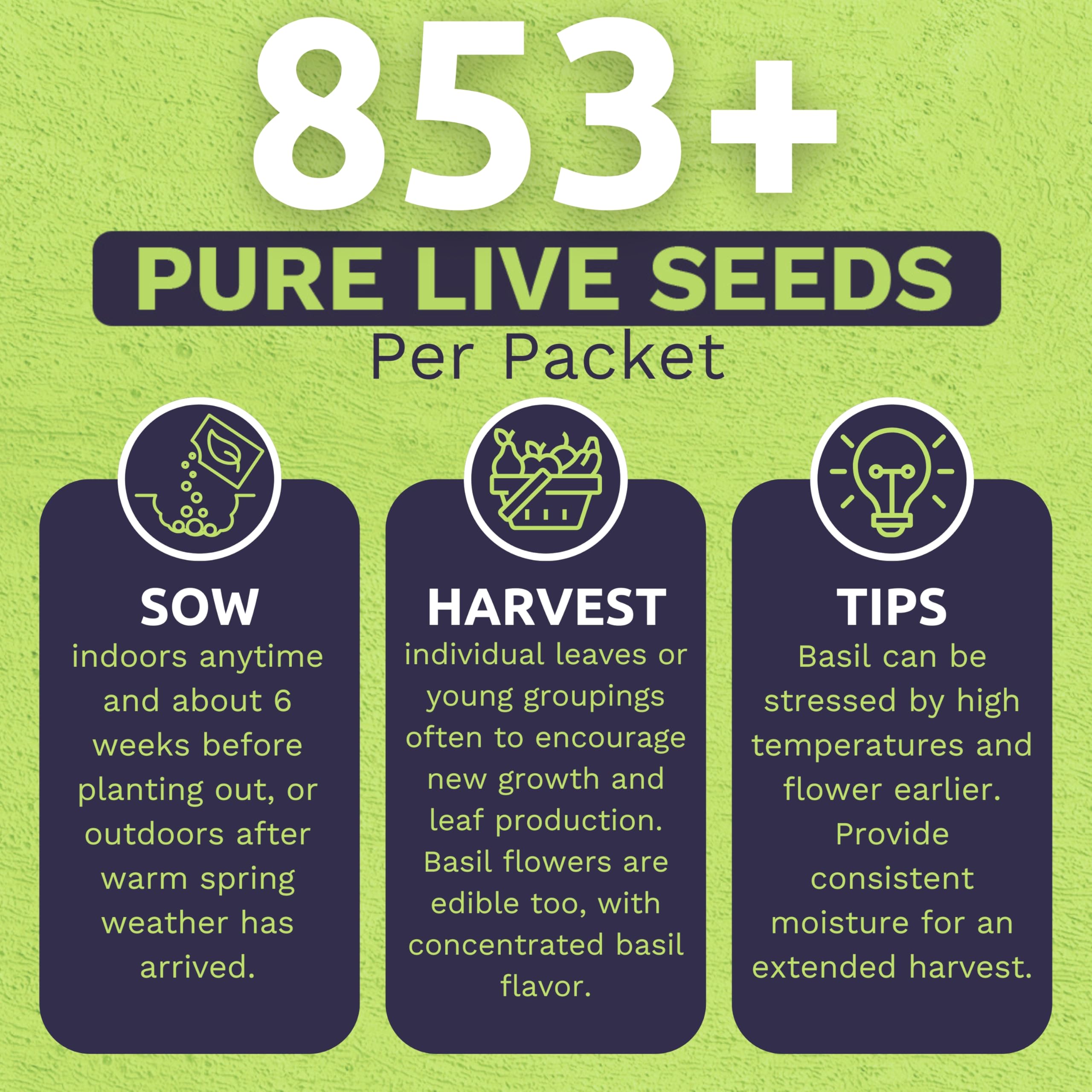 Sweet Yards Tulsi germination instructions back view for easy sowing.