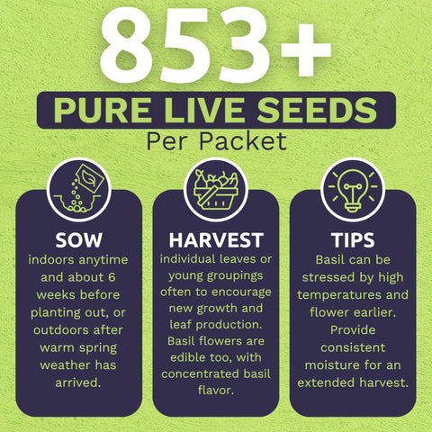 Sweet Yards Tulsi germination instructions back view for easy sowing.