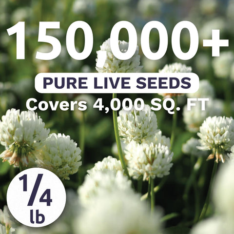 Sweet Yards White Dutch Clover growing into a dense green carpet for lawns.